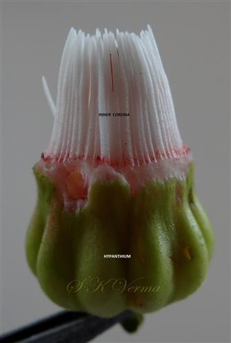  Corona (Inner) and Hypanthium